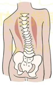 孩子脊柱側(cè)彎的基本常識